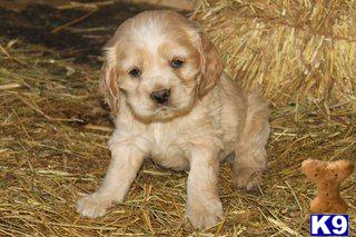 Puppies in PA